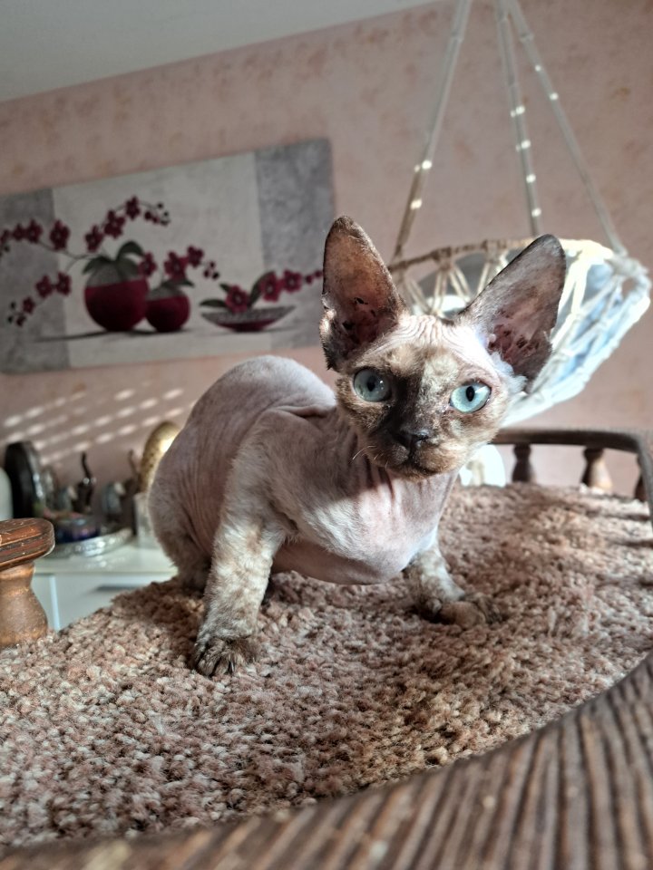Devon Rex kitten suchen  gute Zuhause - Katzen - Bamberg