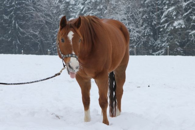 Biete Reitbeteiligung auf 8jährigem Quarter/Paint Wallach - Reitbeteiligung - Frontenhausen