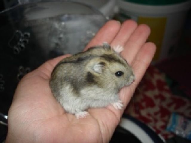 4 dsungaren suchen dringend!!! - Hamster - 