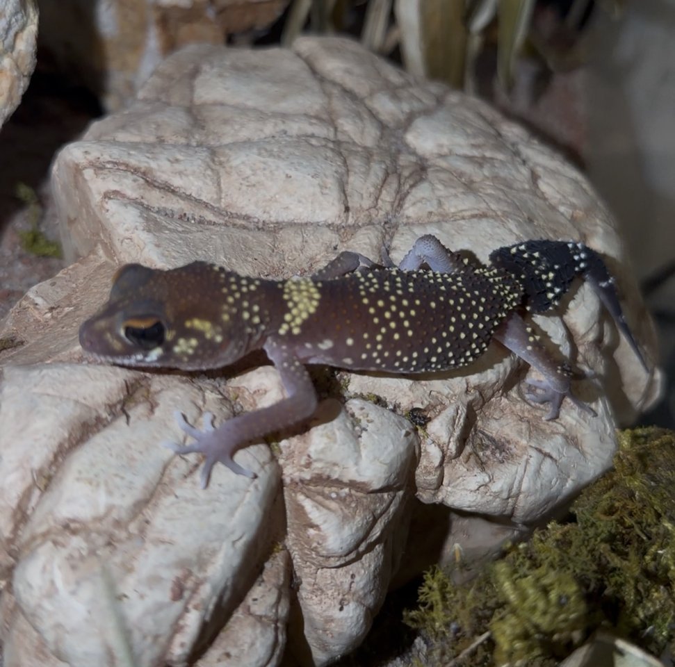 Jim Knopfschwanzgecko, Underwoodisaurus milii - Reptilien - Mockrehna