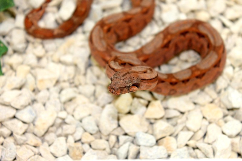 Wir geben ab aus eigener Nachzucht „B. c. i. CA poss. Super Hypo Sonora erythris - Reptilien - Willich