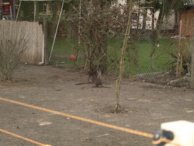 Parmakänguruh - Sonstige Haustiere - Kavelstorf