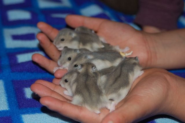 DSCHUNGARISCHE ZWERGHAMSTERBABYS - Hamster - NÜRNBERG