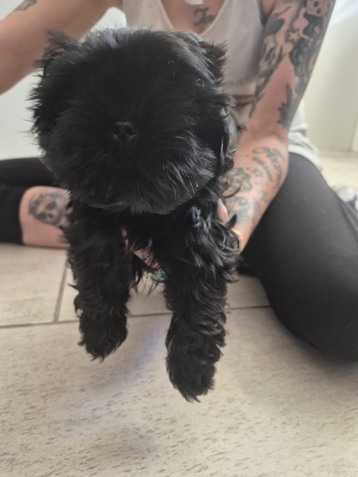 Nur noch2 liebevolles Shih-Tzu Welpen abzugeben, die die Welt erkunden möchte - Hunde - Frankfurt (Oder)