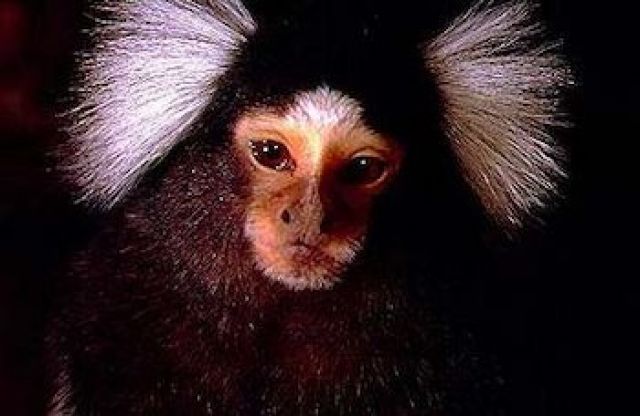Primatenforum - Tiere In Not - 