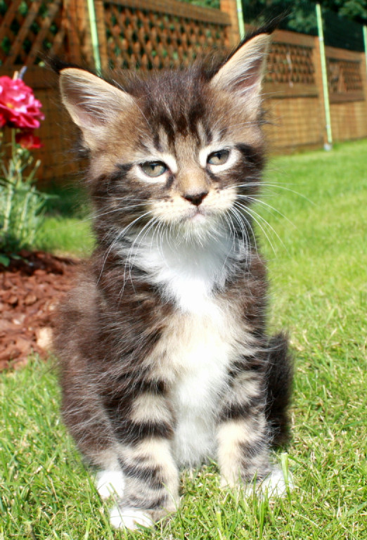 Reinrassige, Typvolle Maine Coon Kitten suchen neue Spielkameraden - Katzen - Duisburg