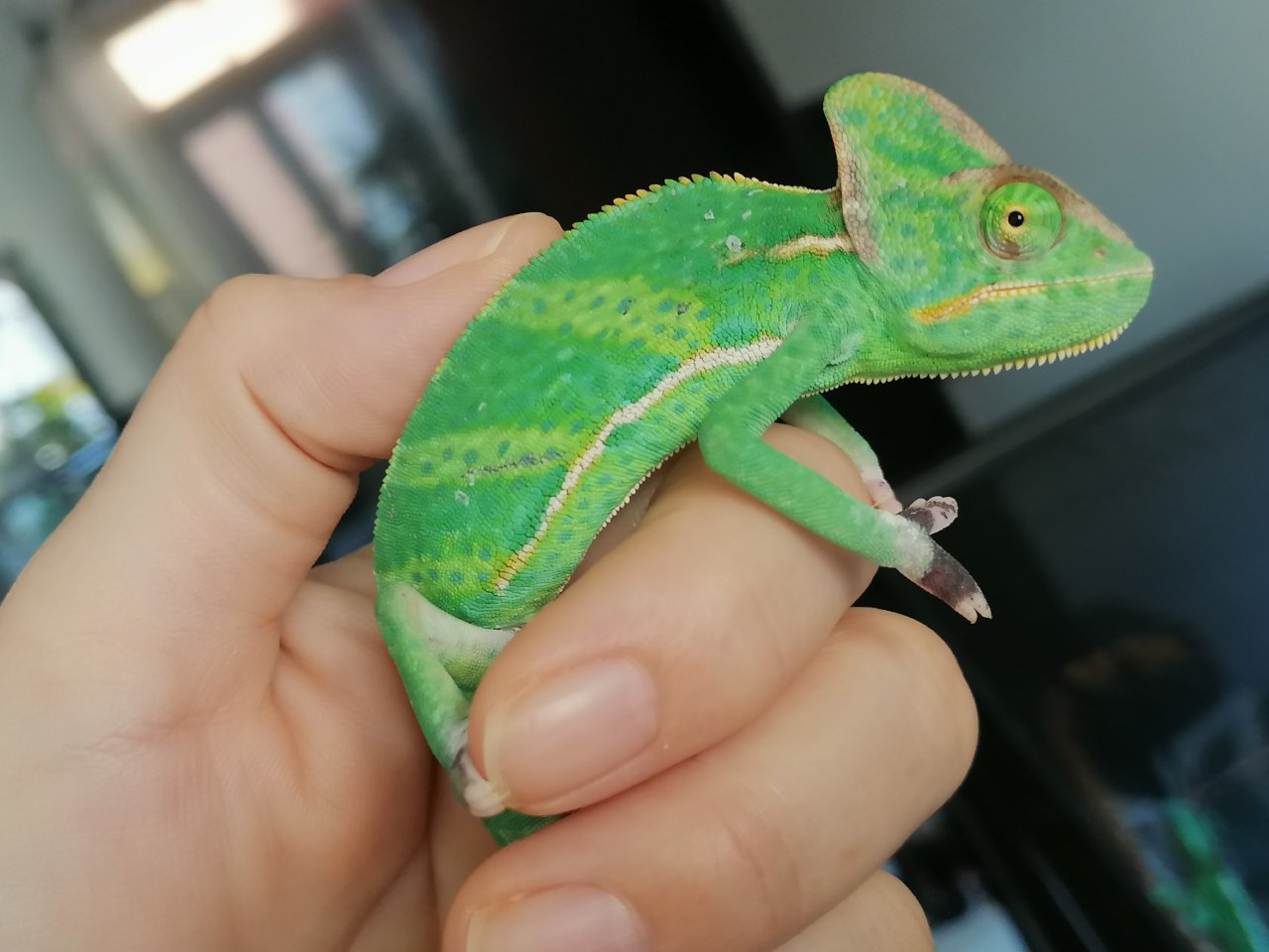 Jemenchamäleon Jungtiere - Reptilien - Neu-Ulm