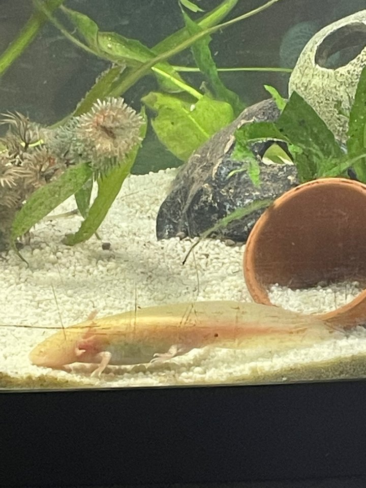 Axolotljungtiere vom 31.01.23 - Fische - Dinslaken