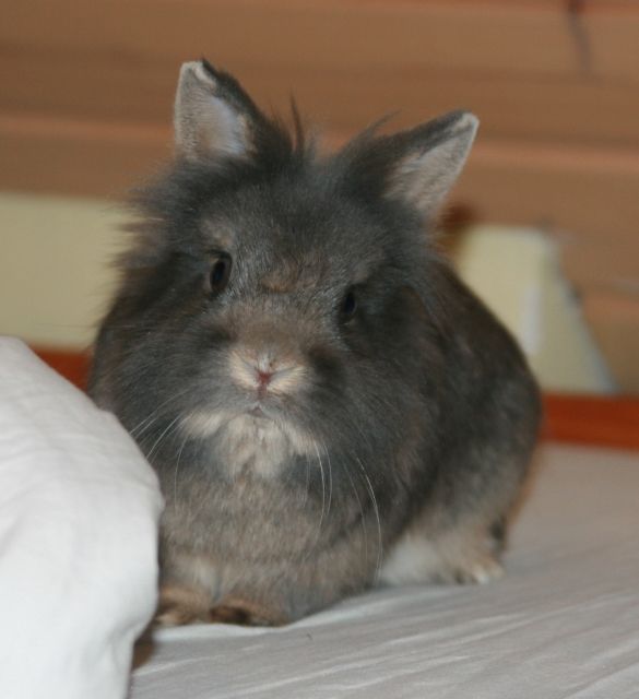 Zwergkaninchen Flauschig sucht neues geselliges Zuhause - Hasen Kaninchen - Glinde