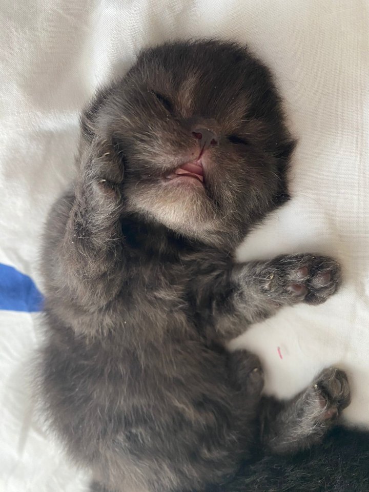 Perserkitten in schwarz (kater) - Katzen - Dortmund