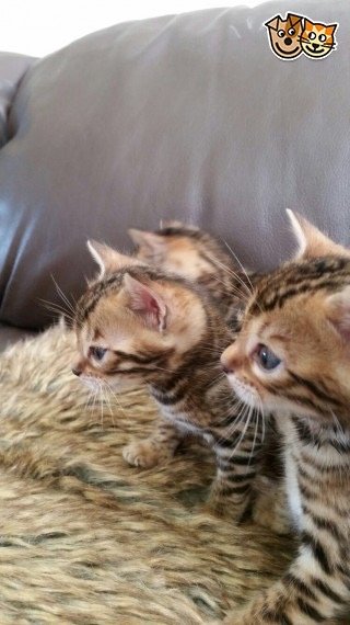 Süsse Bengalkitten 2 Weibchen und 2 Männchen - Katzen - Frankfurt am Main