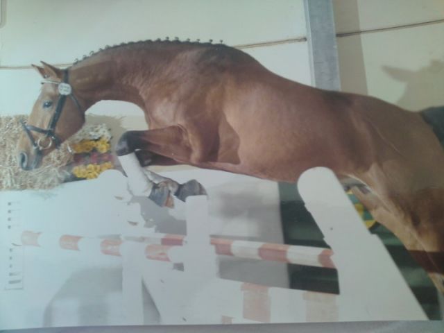 Bildhübsches Nachwuchstalent - Pferde - Trier