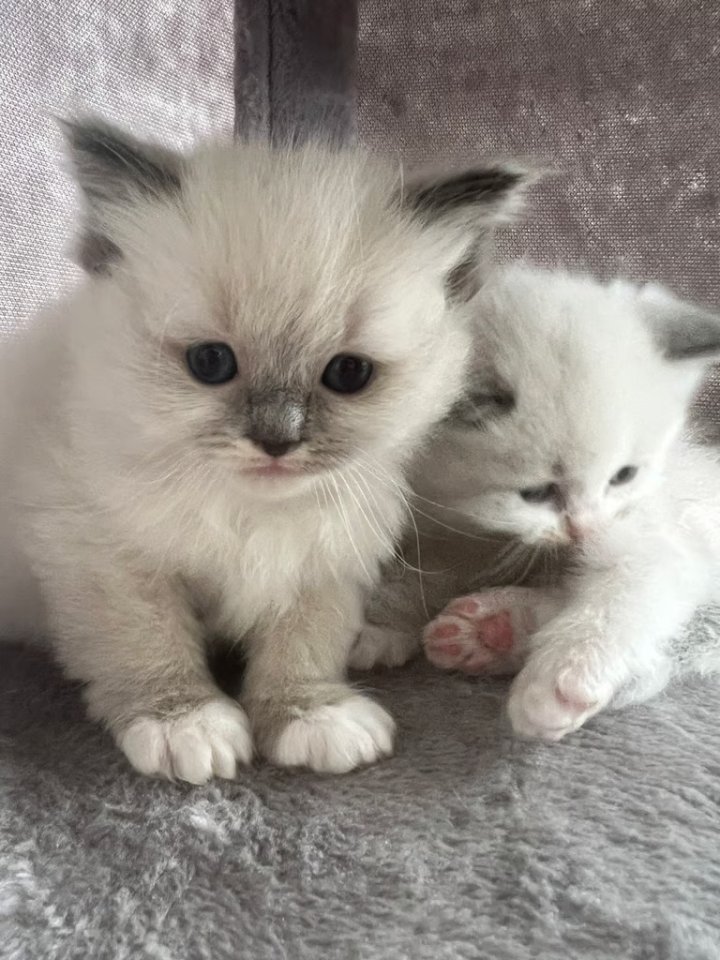 Wunderschöne Ragdoll Kitten mit Stammbaum! - Katzen - Berlin