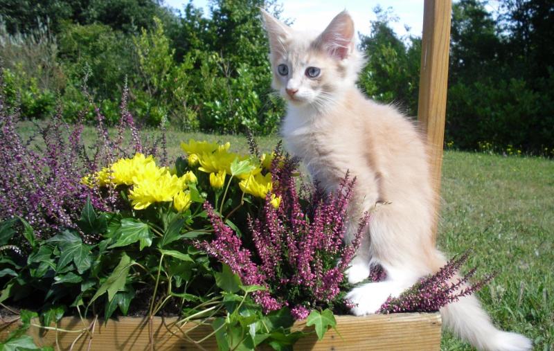 Norwegisches Waldkatzen Baby mit viel Fell,Luxpinselchen . - Katzen - Bad Endbach