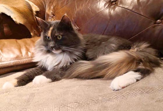 Vyllie - Maine Coon Mädchen mit Stammbaum - Katzen - Hanau