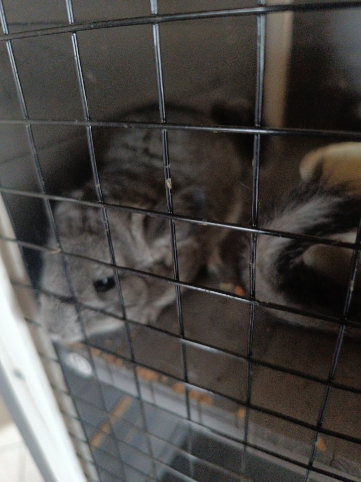 Chinchillas zu verkaufen - Nagetiere - Herrngiersdorf