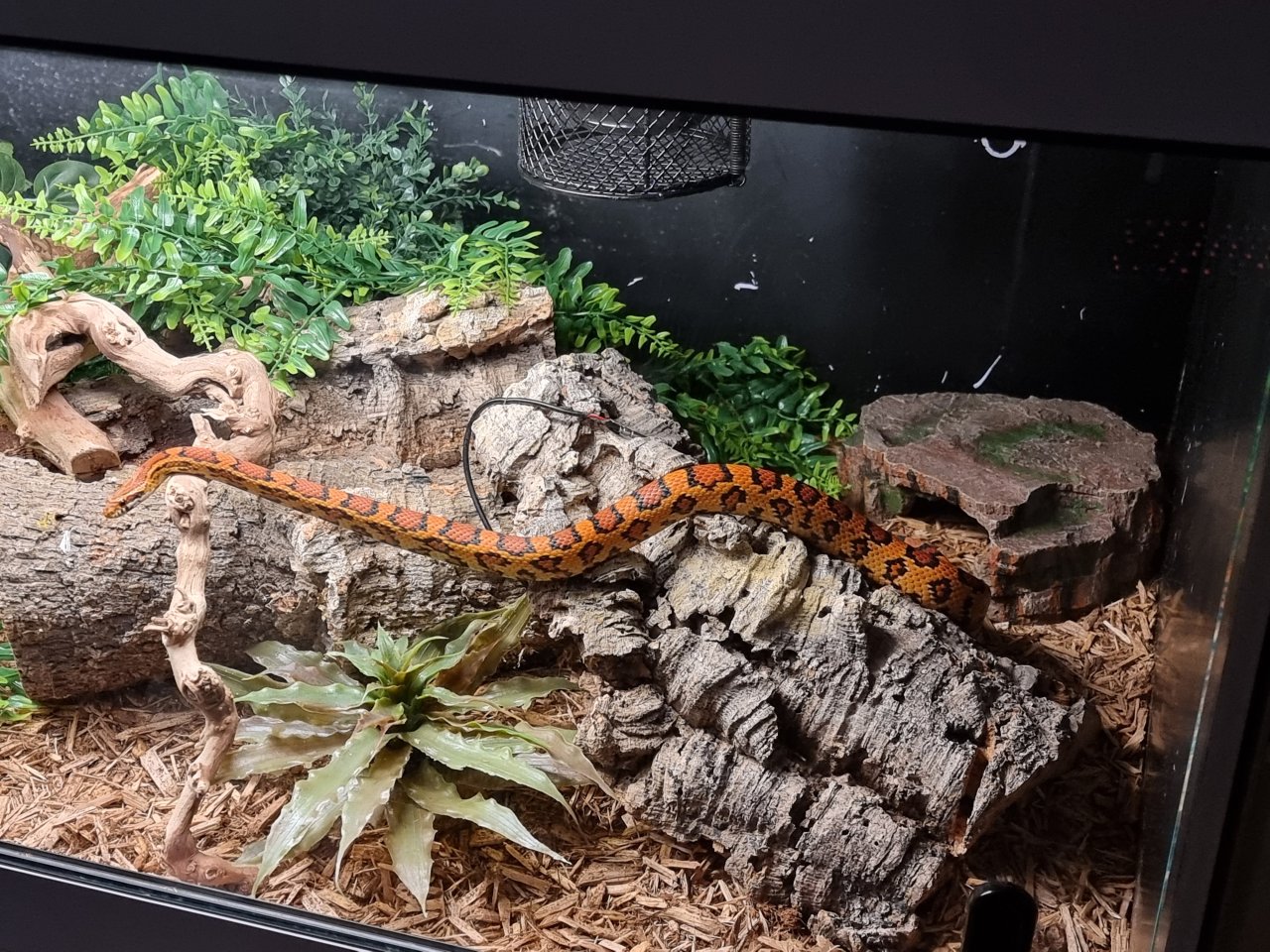 Kornnatter mit Terrarium abzugeben - Reptilien - Hamburg