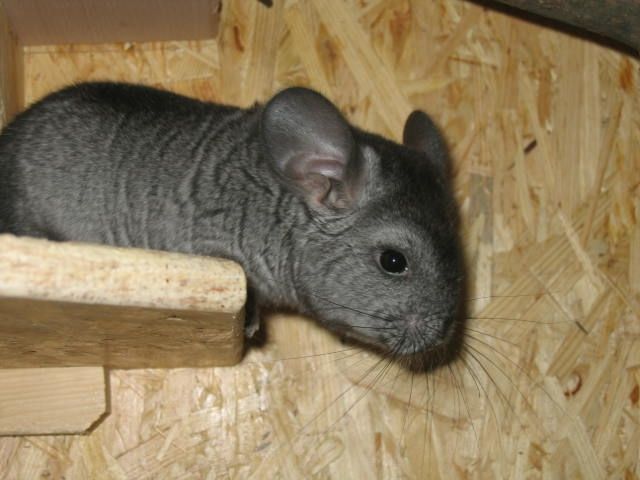 Ebony Hetero Weibchen und Standard Böckchen - Nagetiere Allgemein - Frankfurt am Main