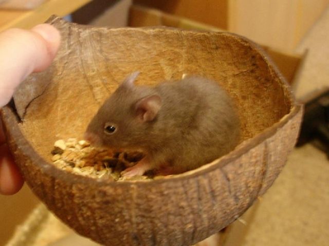 Goldhamster - Hamster - Ulm