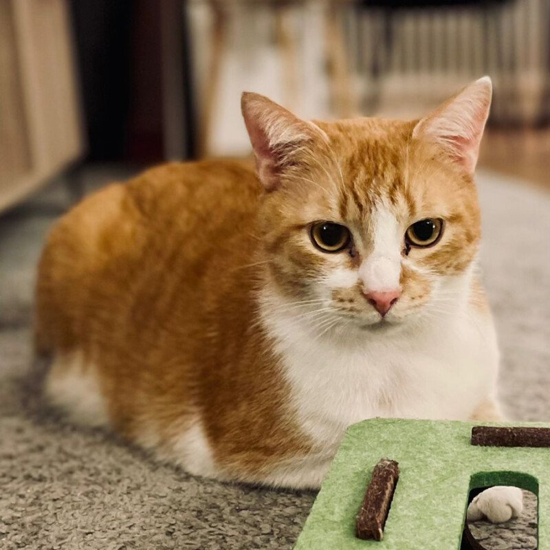 PIXIE und BELLA - männlich/weiblich, 3 Jahre europäische Kurzhaar Gechipt Kastri - Katzen - Lauf an der Pegnitz