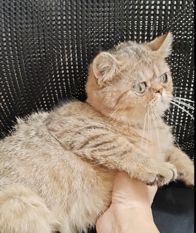 Süße bkh Kittens suchen liebevolle Zuhause - Katzen - Konstanz