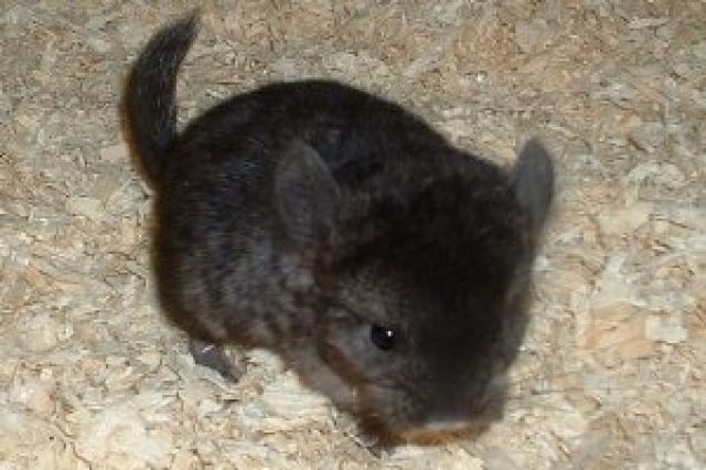 Chinchilla Babys - Sonstige Haustiere - 