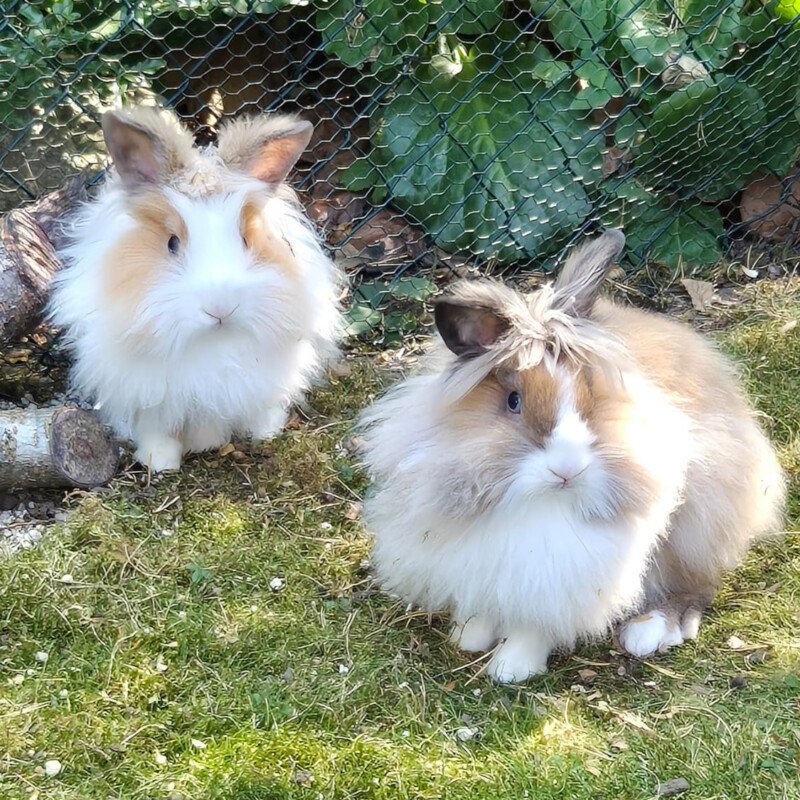 Abby und Luna - weiblich 5 Monate Löwenköpfchen - Nagetiere - Lauf an der Pegnitz