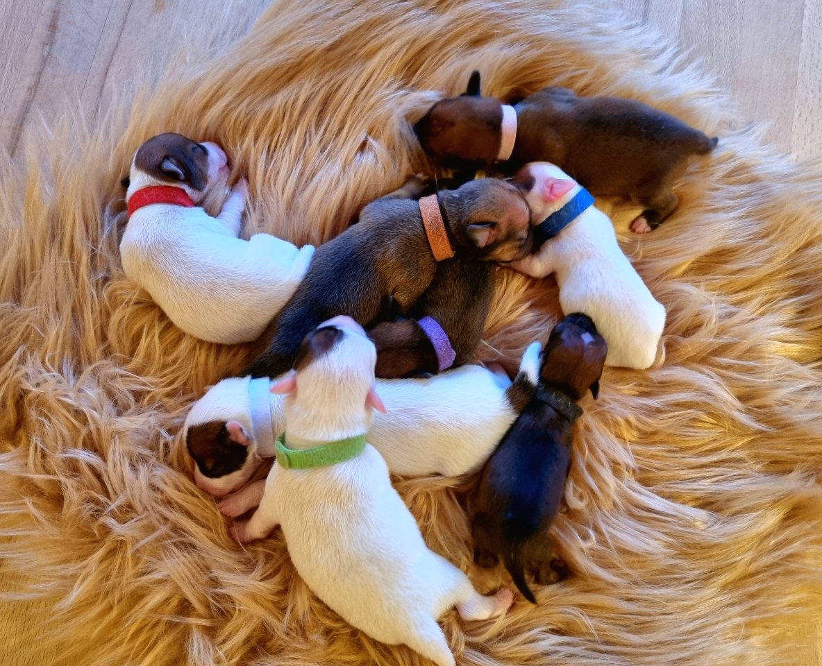 Jack Russel Terrier Welpen - Hunde - Weifa