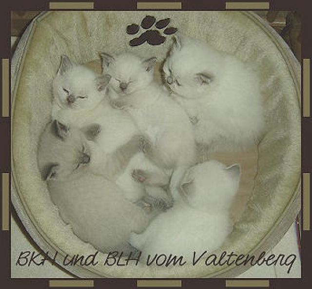Unsere BKH Point Mädchen suchen ab September ein neues Zuhause auf Lebenszeit.  - Katzen - Ringenhain