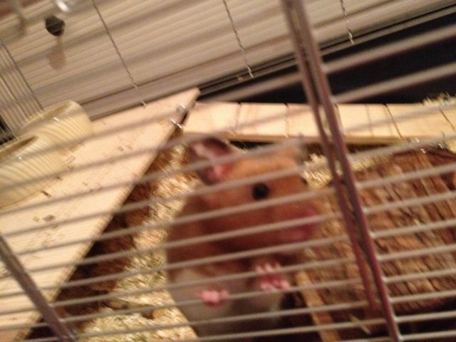 Hamster zu verschenken !!!! - Hamster - Neukirchen-Vluyn
