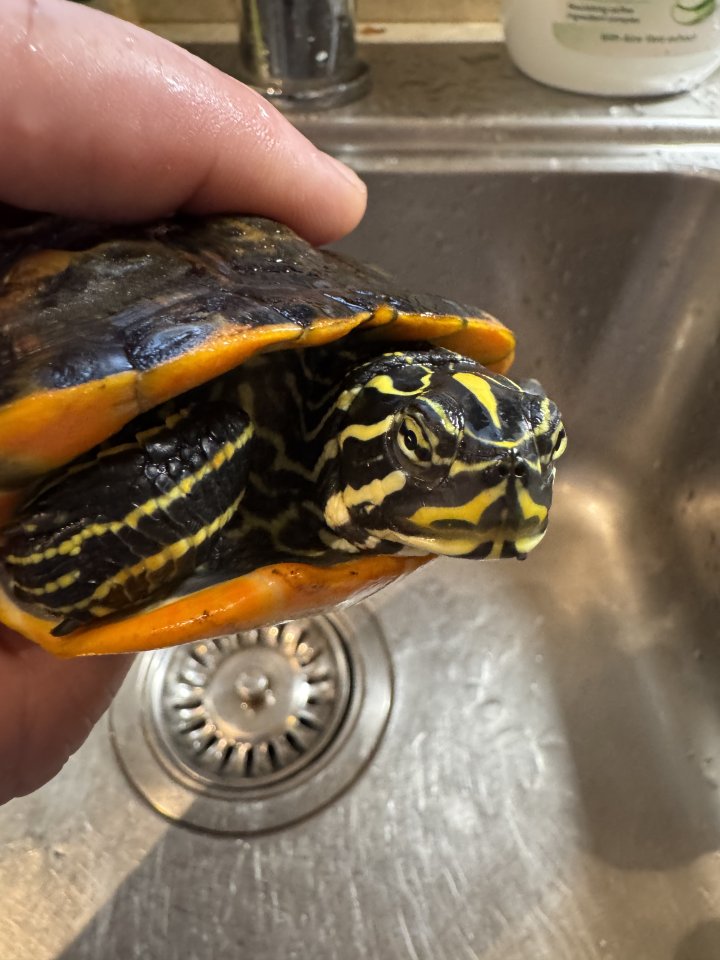 Wasserschildkröte Pseudemys Nelsoni - Reptilien - Weiswampach