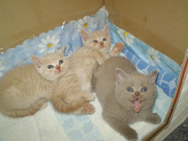 3 Süße BKH Kätzchen - Katzen - 