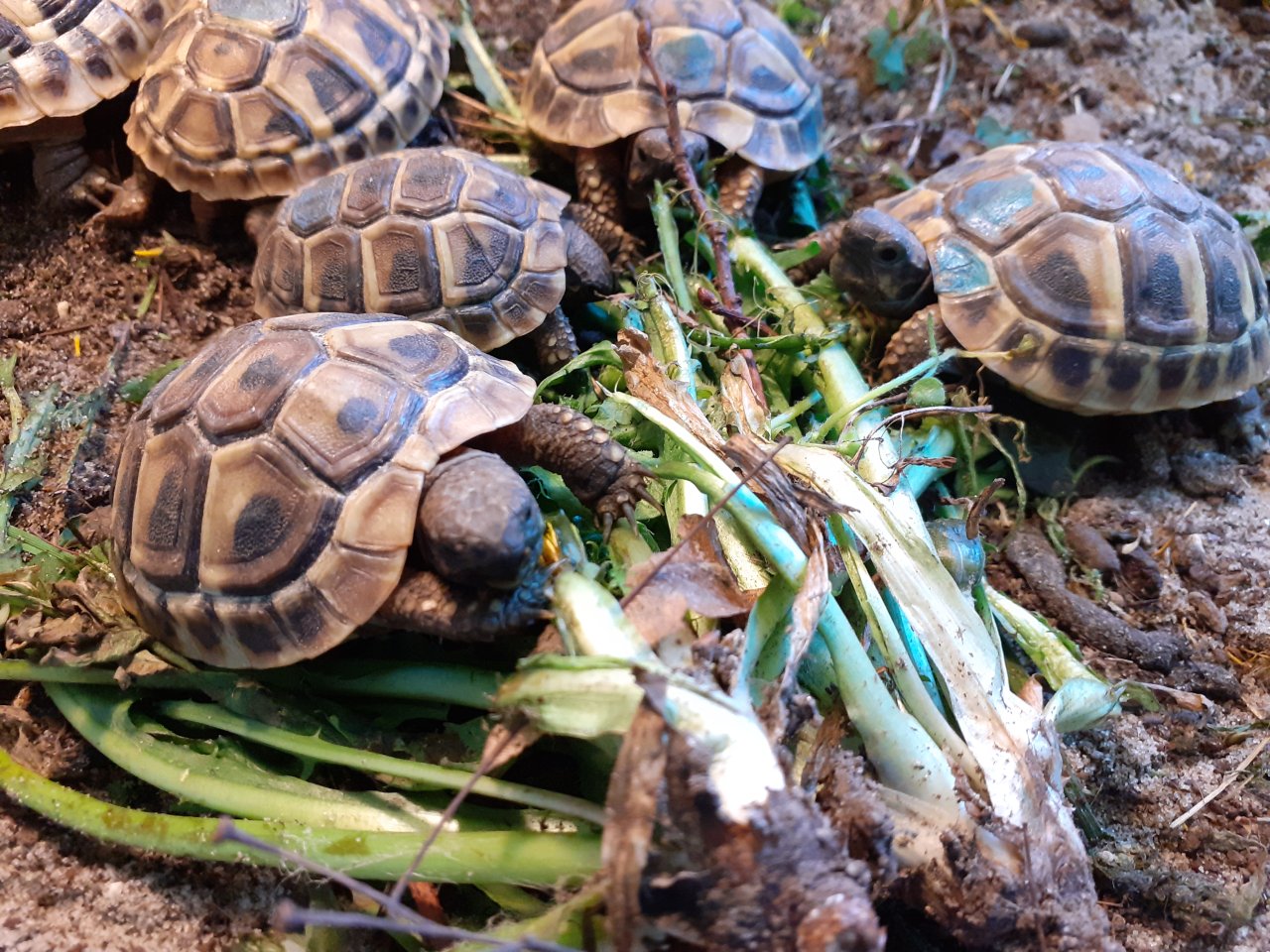 Griechische Landschildkröten THB Nachzuchten von 2022 - Reptilien - Bad Pyrmont