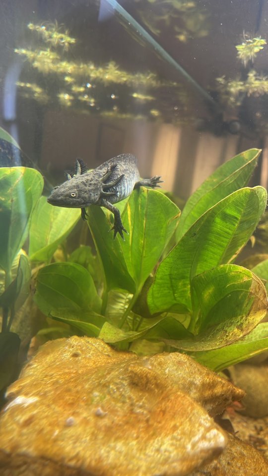 Axolotl ( Im Mai gekauft ) - Sonstiges - Kreuzau