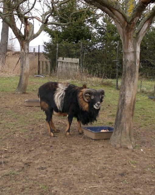 Kamerun-Mufflon-Bock - Nutztiere - Eisenach