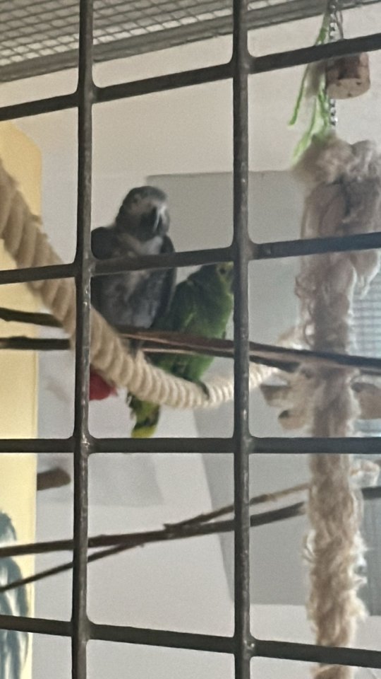 Graupapageien abzugeben - Voegel - Leipzig