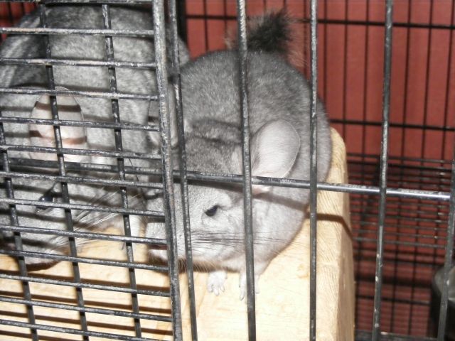 Junges Chinchilla-Böckchen in liebevolle Hände abzugeben - Sonst Nagetiere - Leverkuen