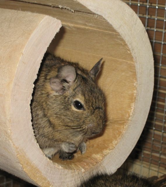 Degugruppe (2 Männchen) abzugeben - 54292 Trier + 100 km -  - Sonst Nagetiere - Trier