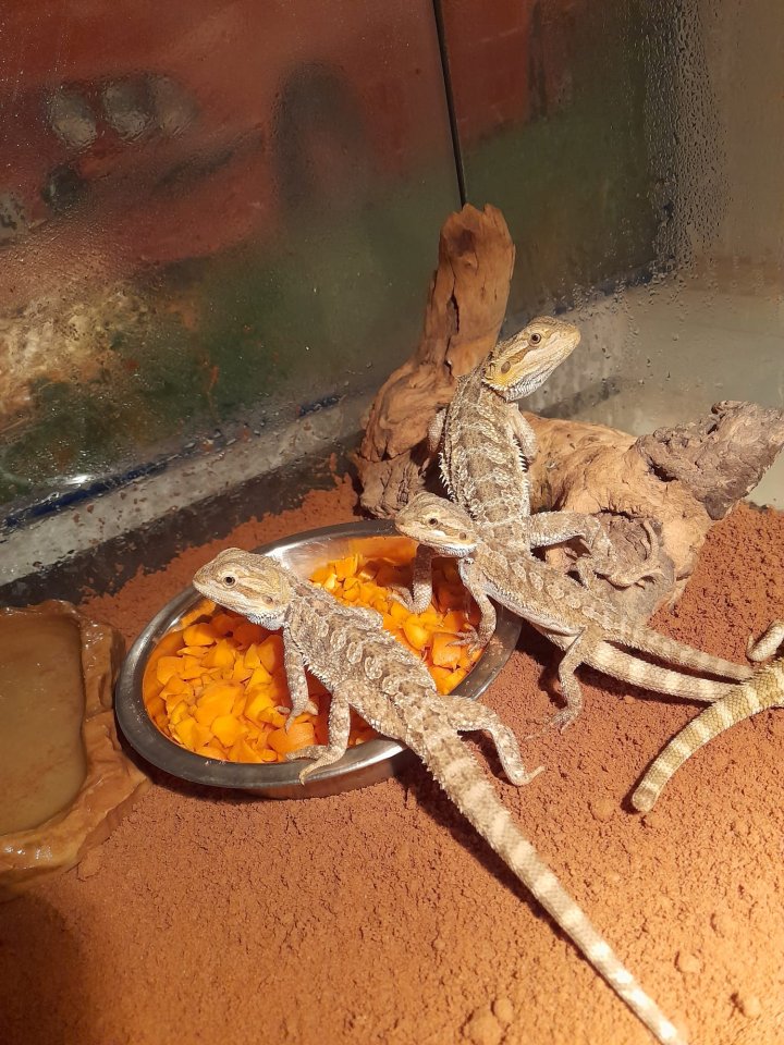 Bartagamen zu verkaufen - Reptilien - Tecklenburg