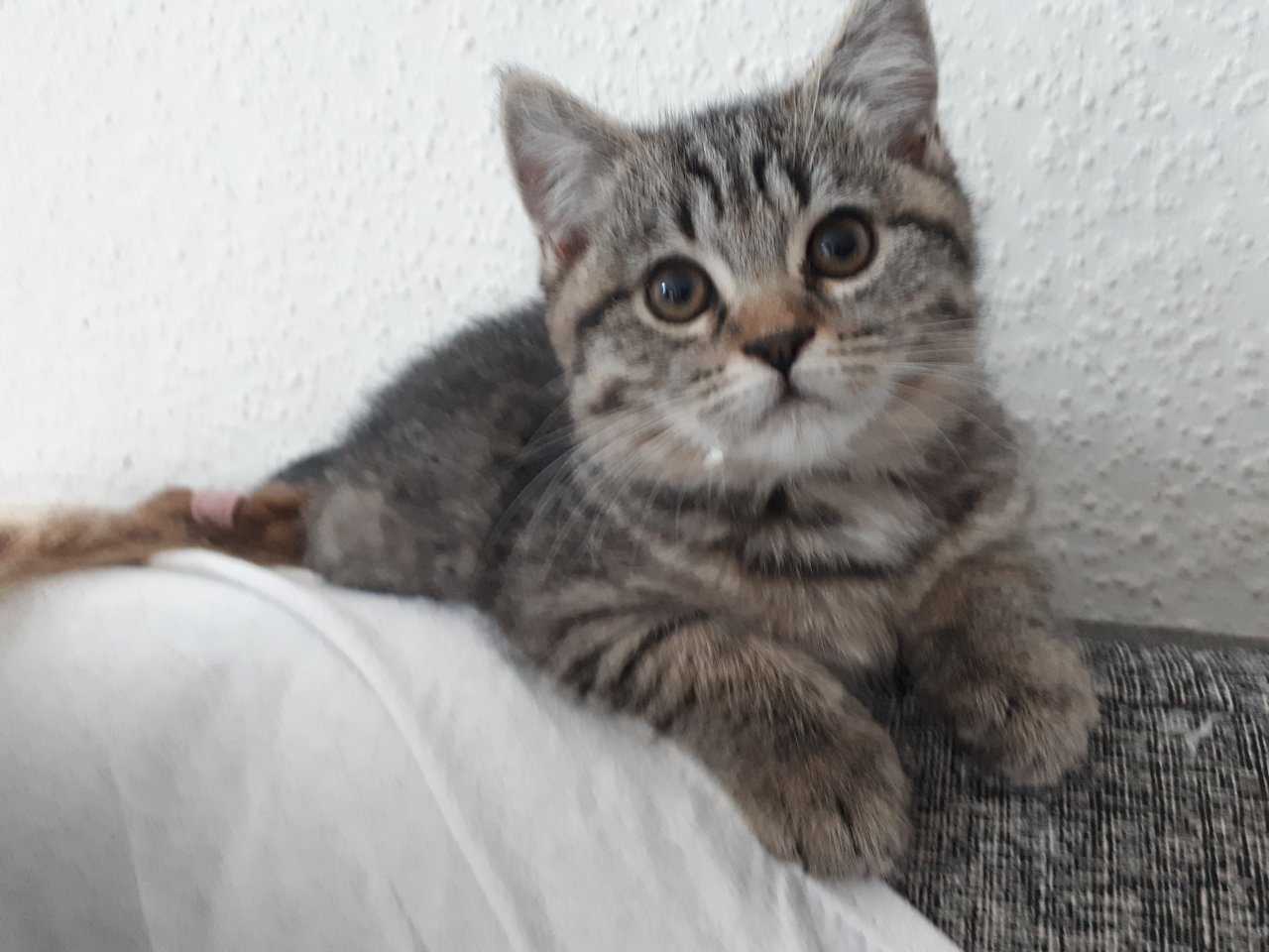 Süße BKH Kitten suchen ein neues Zuhause - Katzen - Preetz