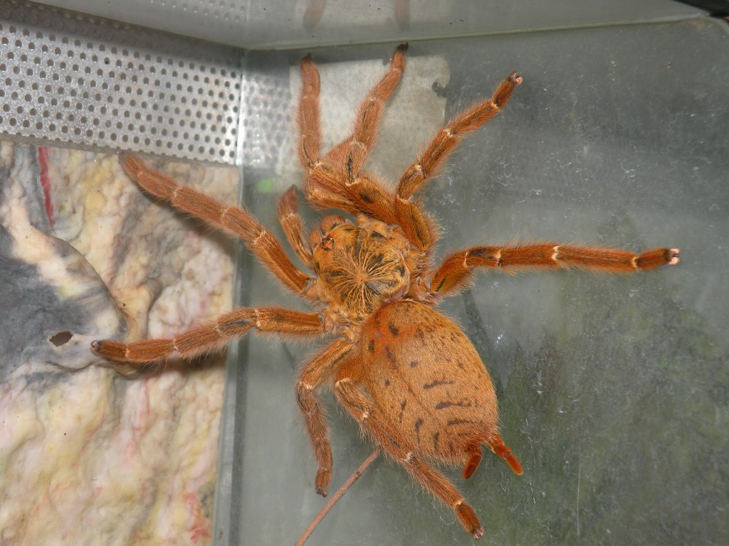Pterinochilus murinus rcf günstig abzugeben - Insekten - Cham