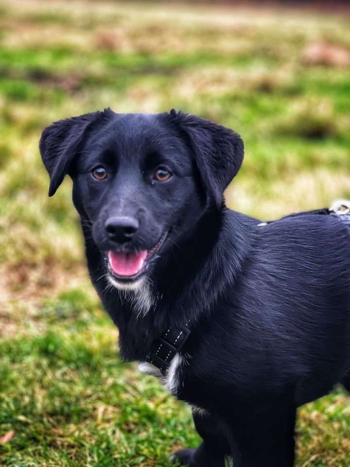 Mischlingshündin sucht - Hunde - Herne