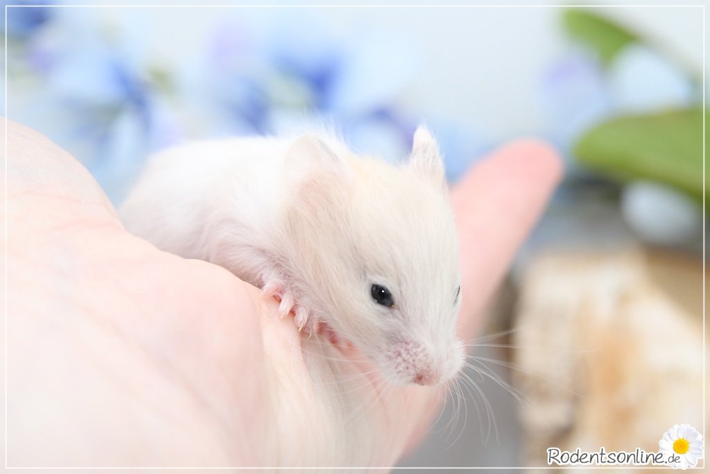 Zauberhafte, zahme Goldhamster und Teddyhamster - Nagetiere - Hausham