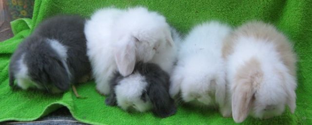Langhaarige Schlappohren Kaninchen, Teddyzwergwidder - Hasen Kaninchen - Ranshofen