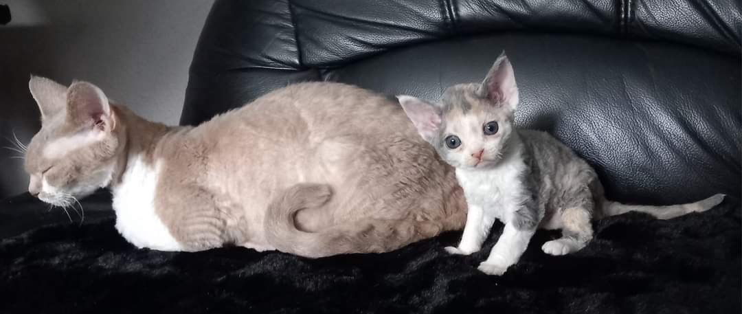 Cattery of Lovely Rascals - Katzen - Tönisvorst