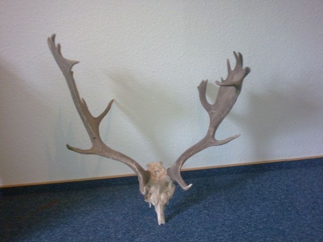 Hirschgeweih - Nutztiere - Altenburg