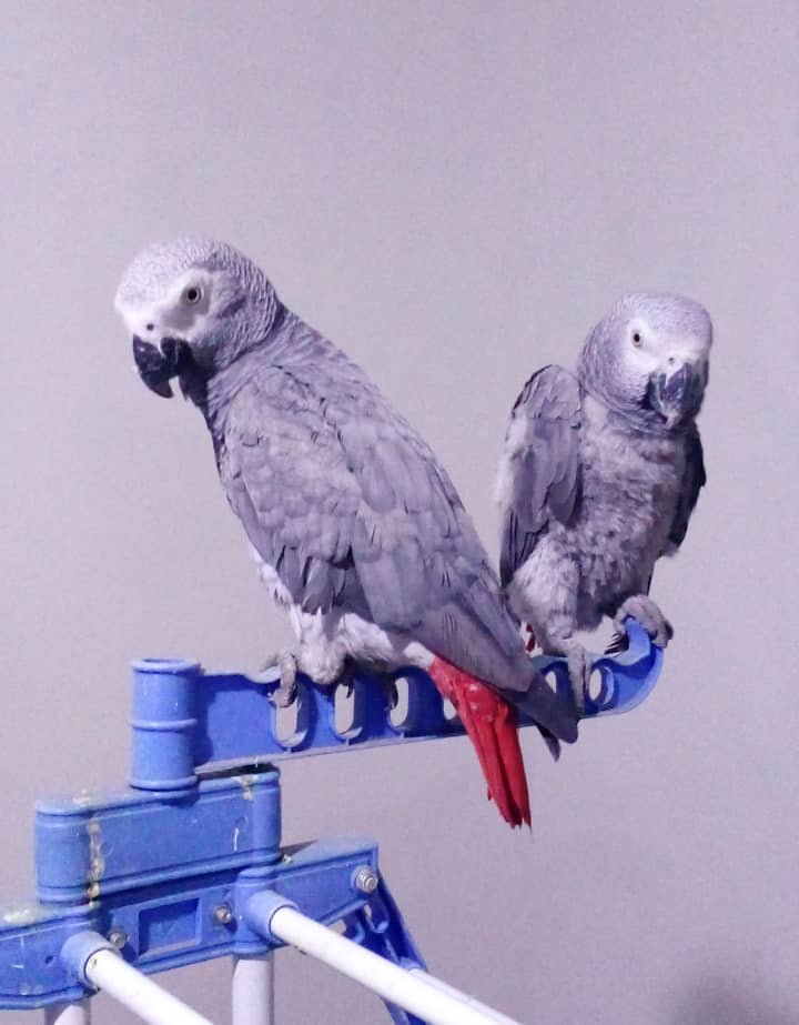 Supersüße Vögel (männlich und weiblich) zu verkaufen. - Voegel - Essen