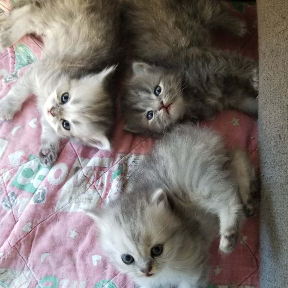 Perser Kitten geimpft und entwurmt - Katzen - Gerabronn