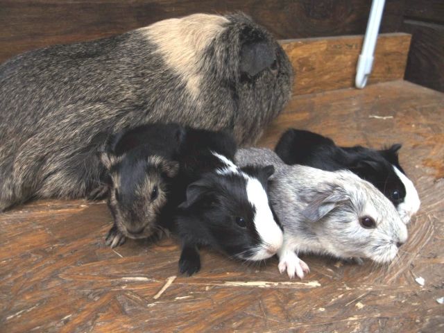 Junge Meerschweinchen abzugeben - Meerschweinchen - Nürnberg