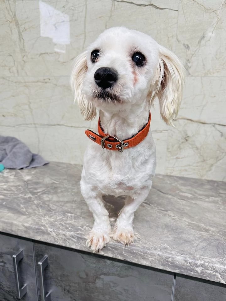 Latte ist ein richtig toller Familienhund - Hunde - Hünfelden